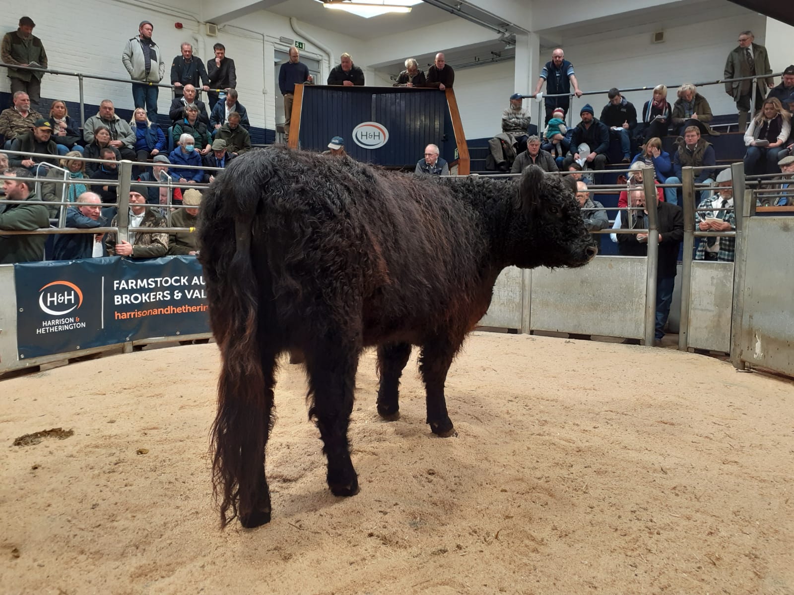 Champion – Newhouse Molly sells for 1900gns