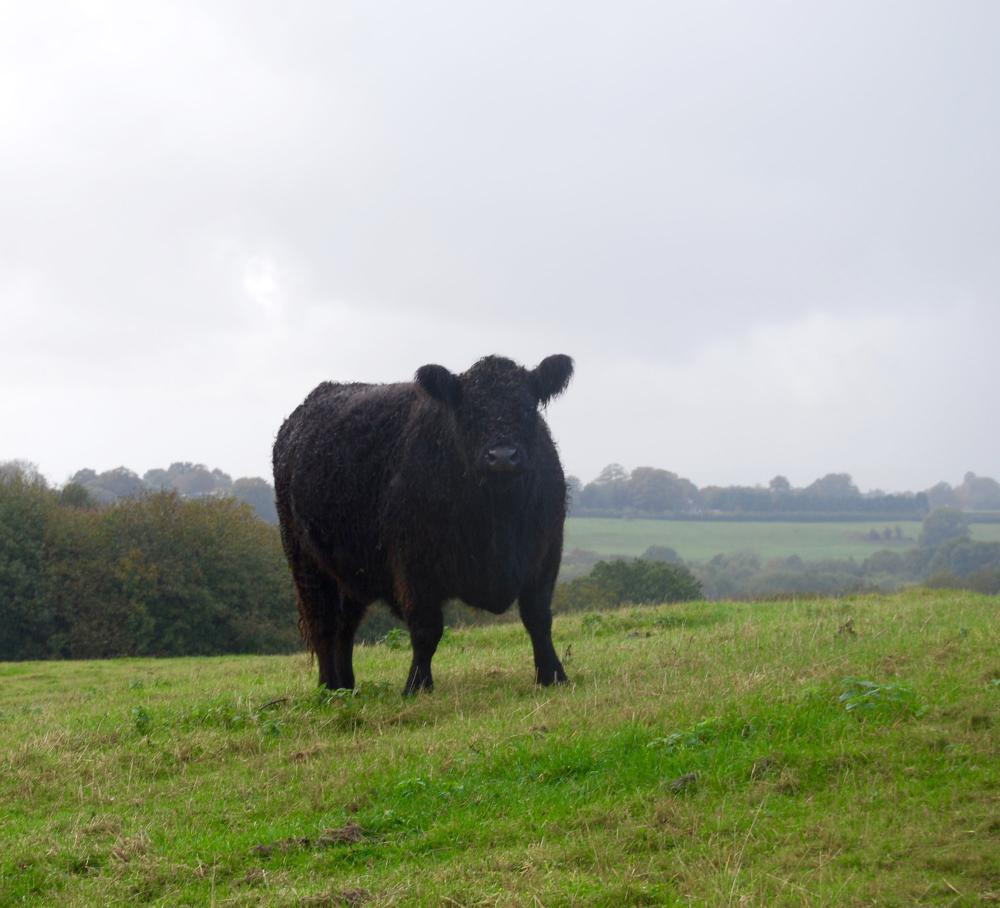 Wareham s Galloways At Tottingworth Farm Galloway Cattle Society wareham-s-galloways-at-tottingworth-farm-galloway-cattle-society