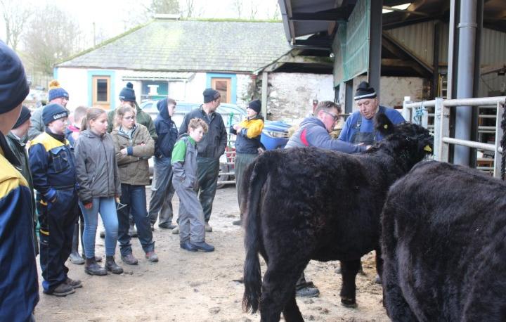Attendees observing cow grooming