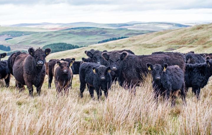 Borthwickshiels Galloways