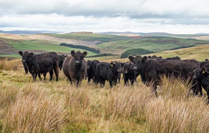 Borthwickshiels Galloways