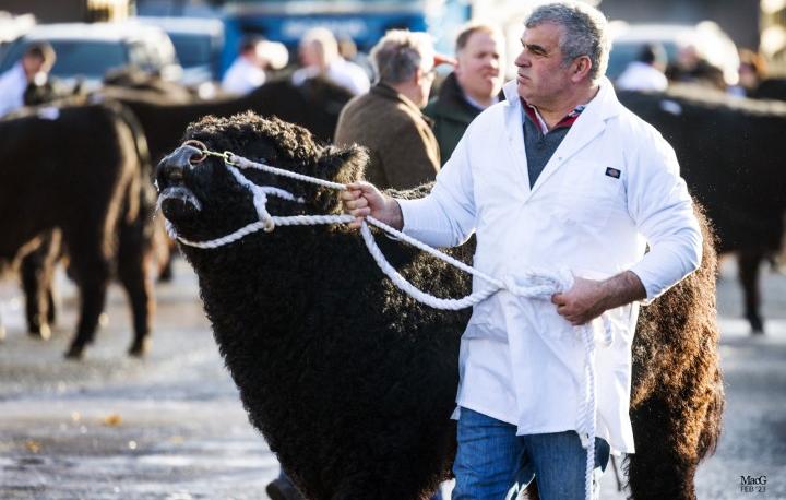 Castle Douglas 2023 Spring Show and Sale