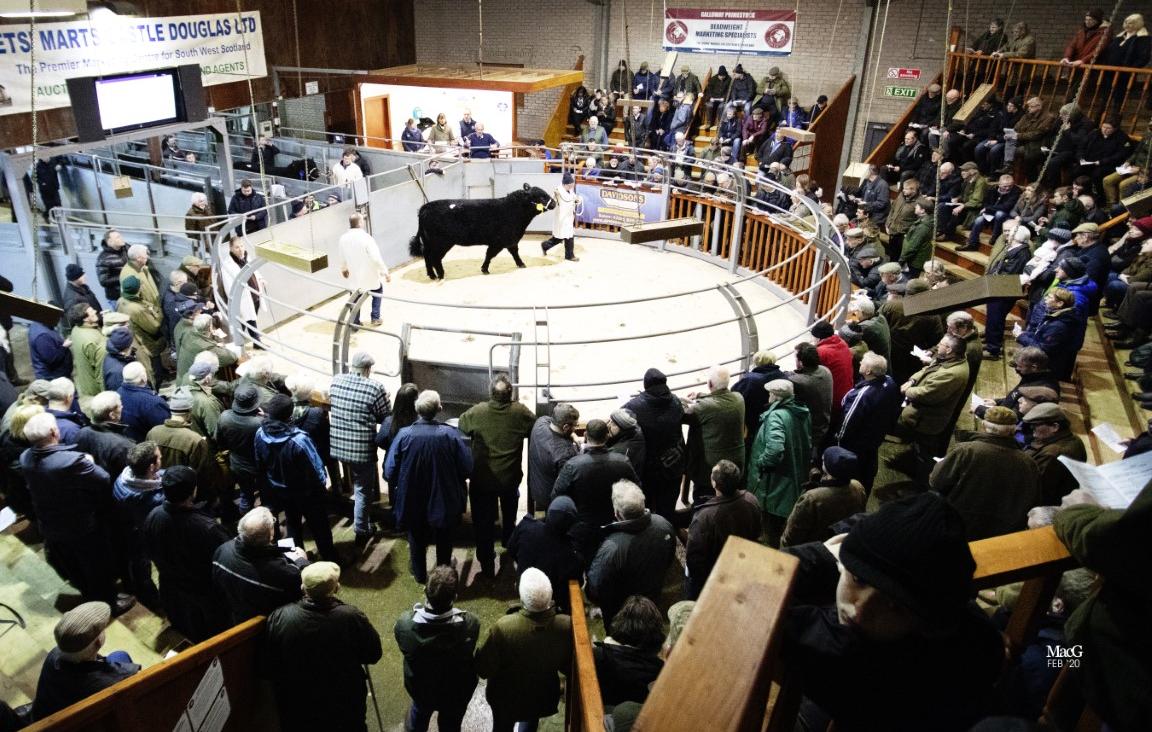 Cattle Auction