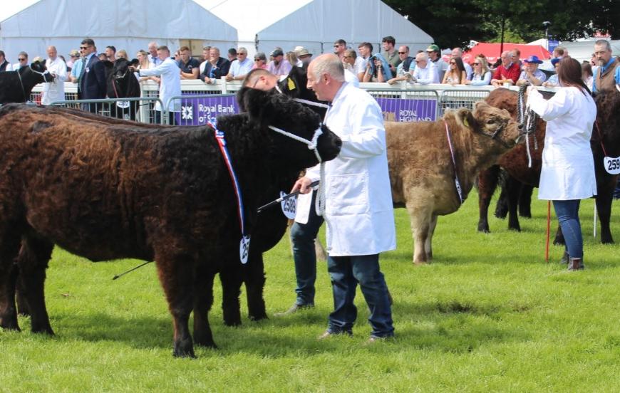 Competitors at show
