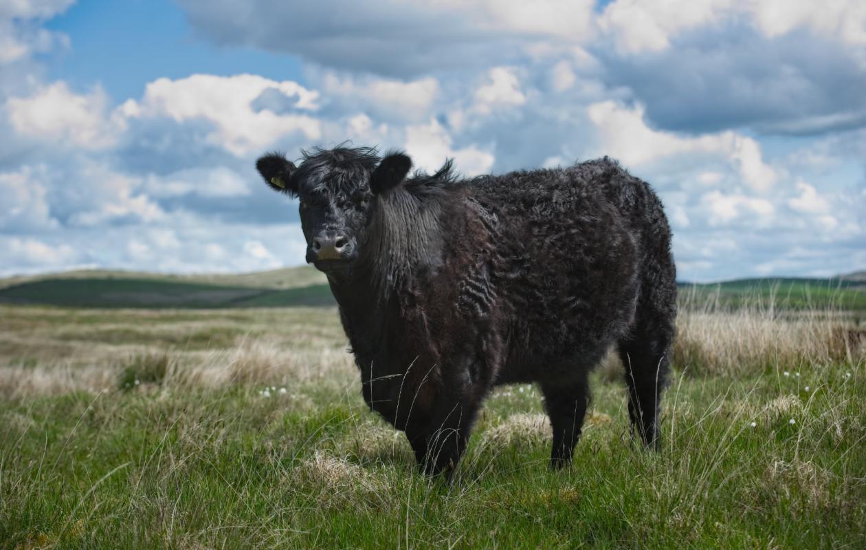 galloway beef bull on hillside
