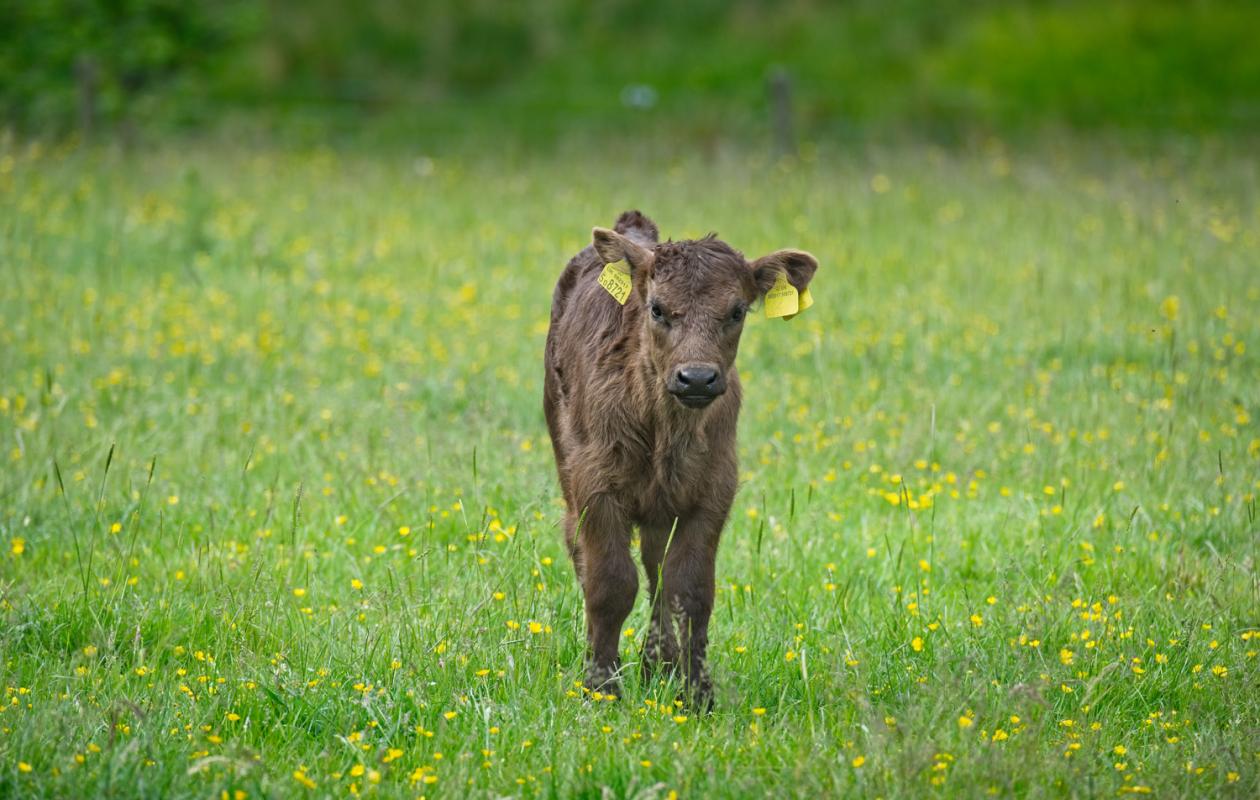 galloway beef calf in field