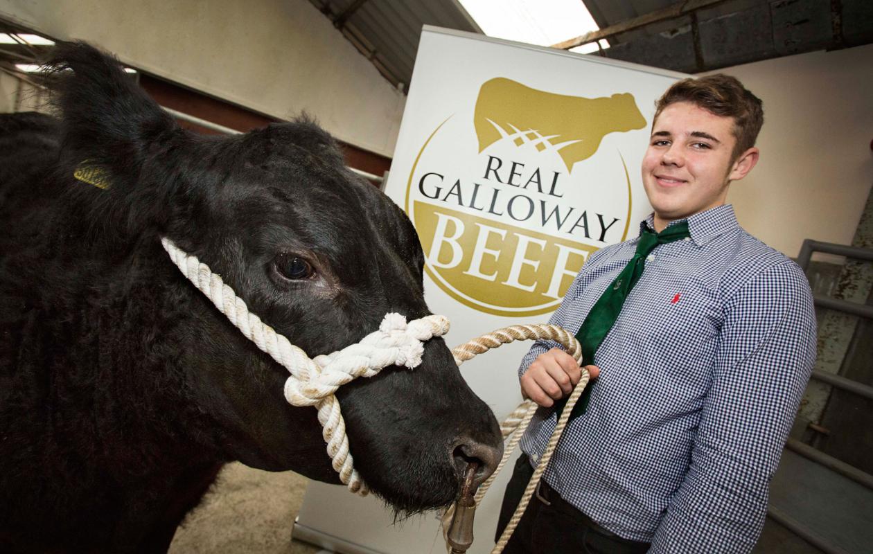 Galloway beef poster and cow