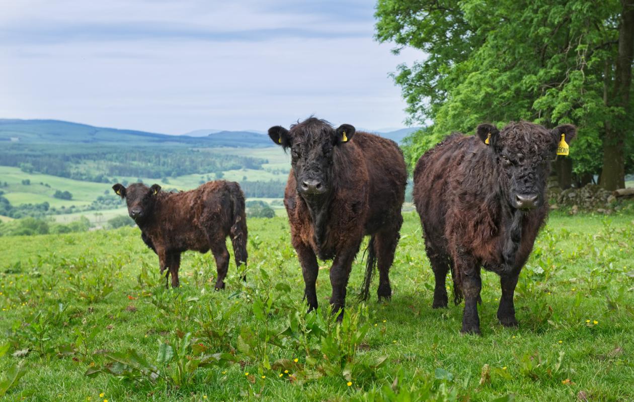 Galloway cattle in field