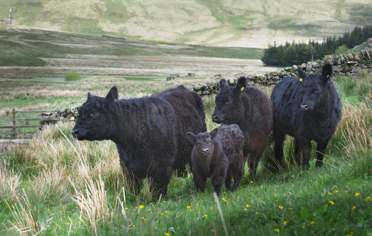 Galloway Cattle on scrub and grass