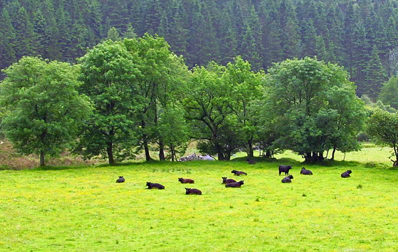 Galloway cattle in wild Ennerdale