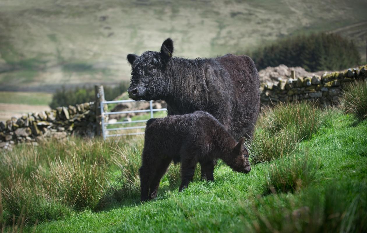 galloway cow with calf