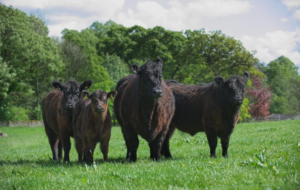 group of galloway cattle