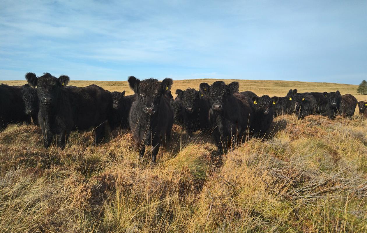 Cattle at Drannandow