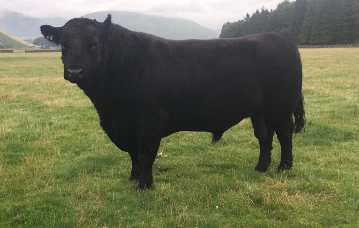 Galloway Bull at Unthank Farm