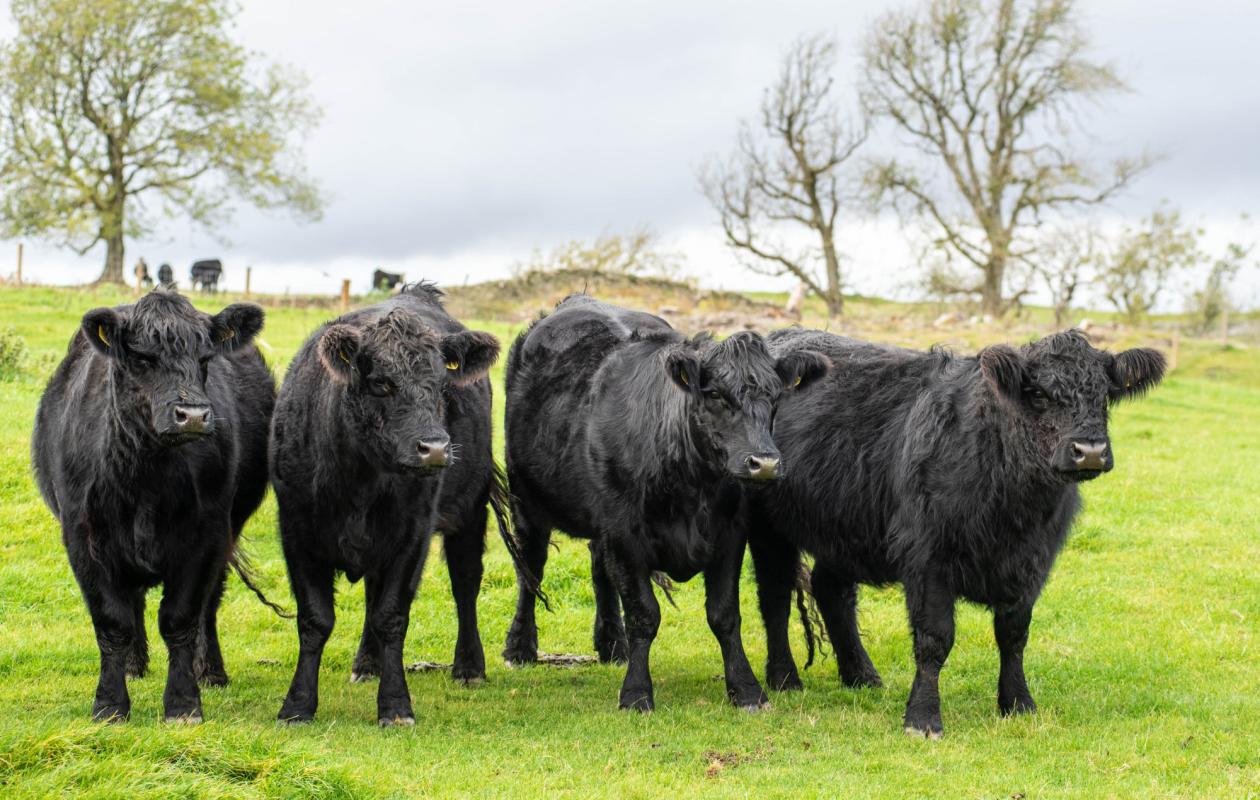 Galloway Cattle at Borthwickshiels