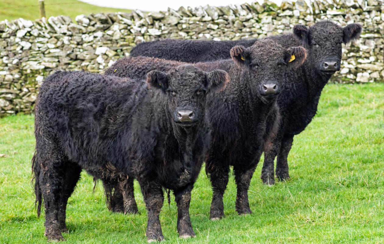 Galloway Cattle at Borthwickshiels