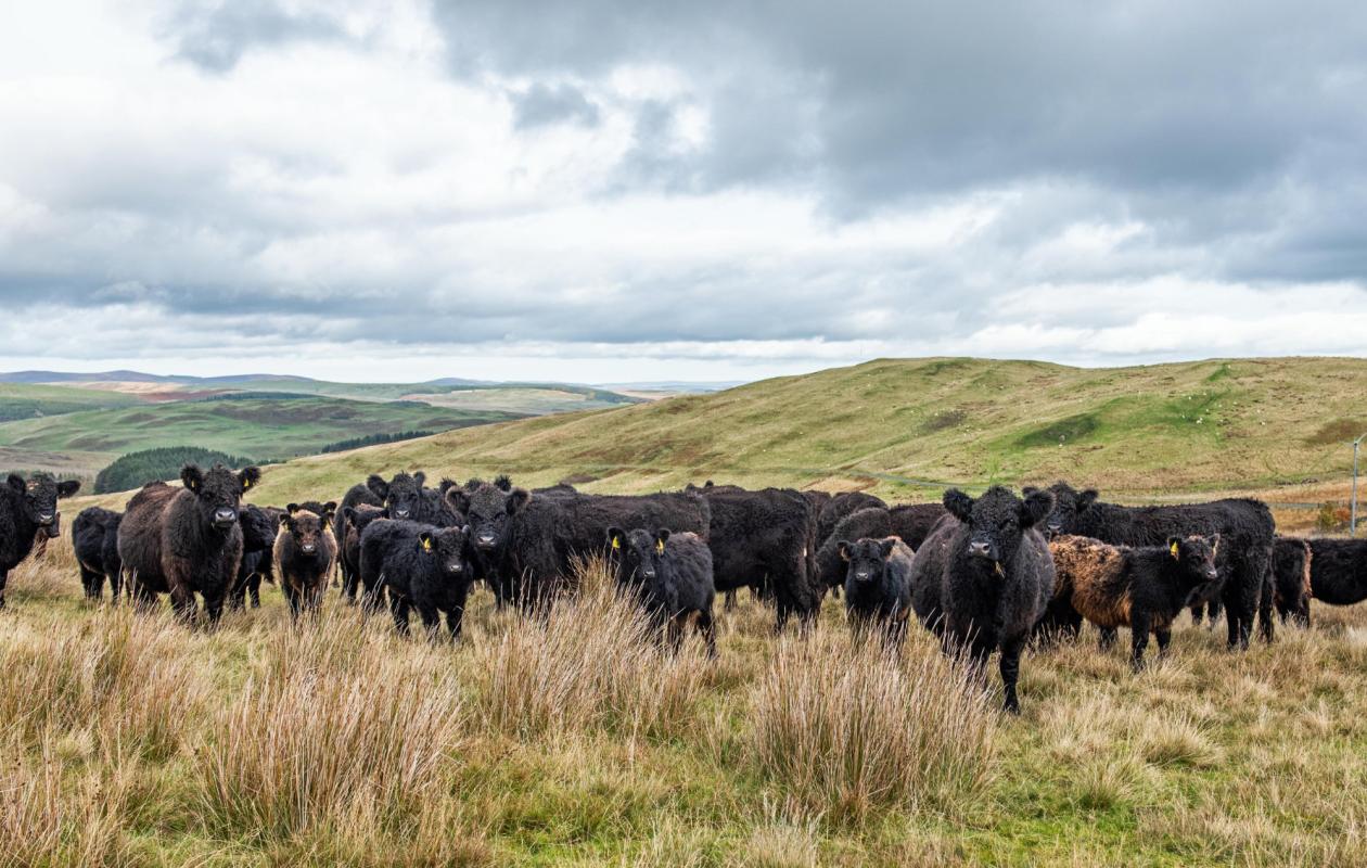 Galloway Cattle at Borthwickshiels