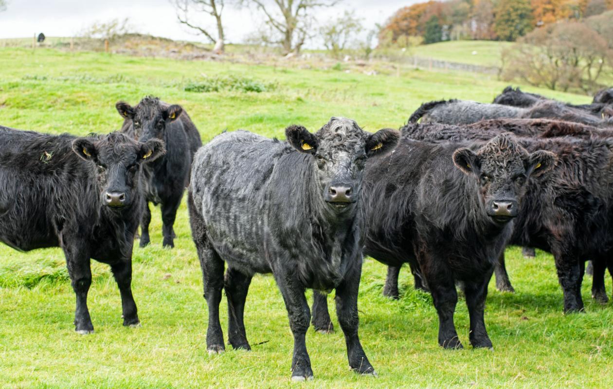Galloway Cattle at Borthwickshiels