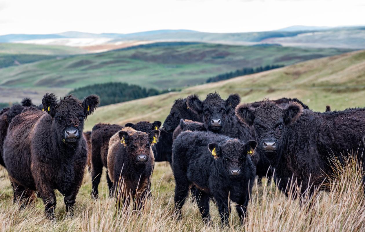 Galloway Cattle at Borthwickshiels
