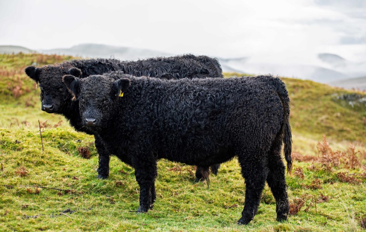 Galloway Cattle at Bowanhill Farm