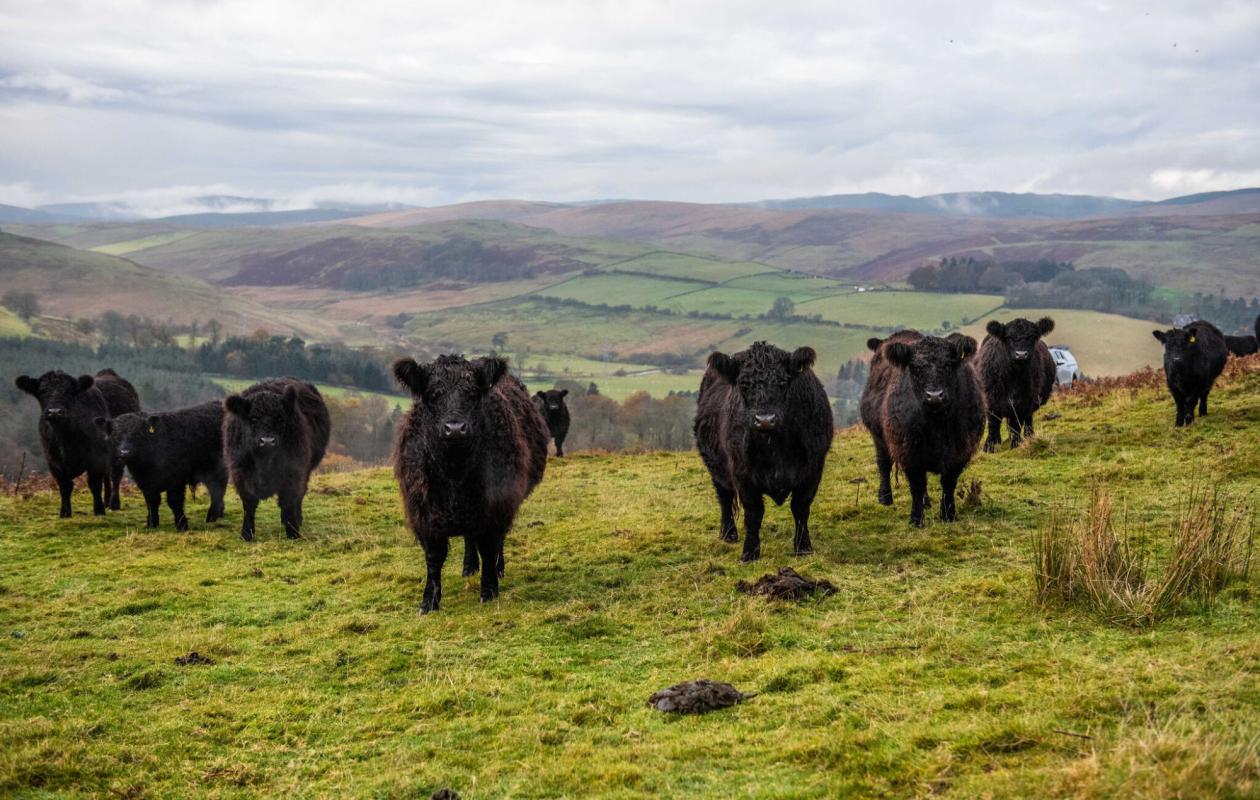 Galloway Cattle at Bowanhill Farm