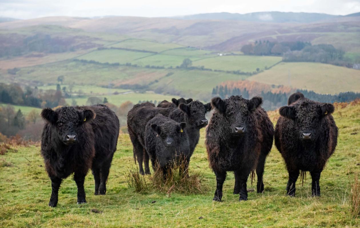 Galloway Cattle at Bowanhill Farm