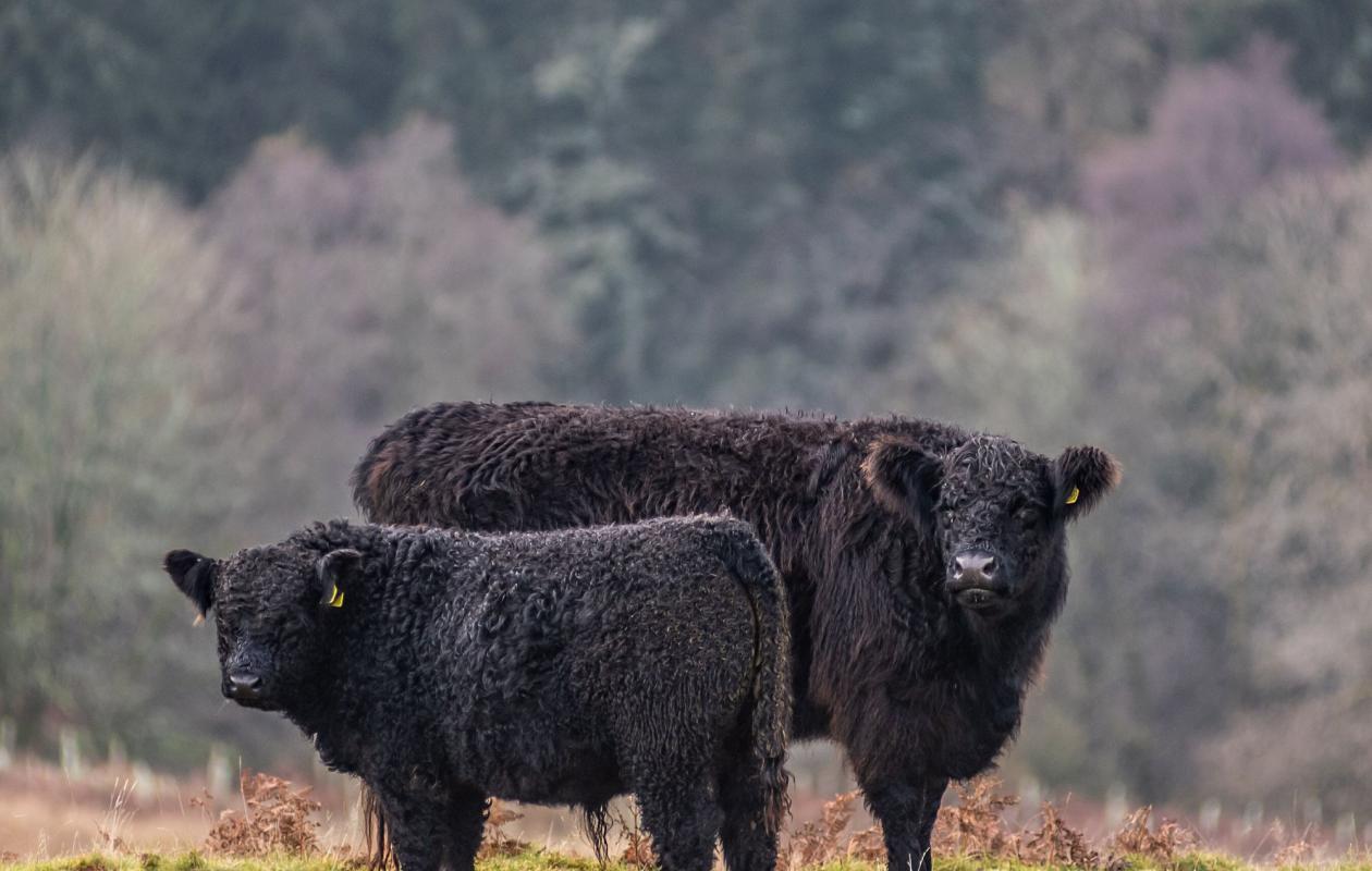 Galloway Cattle at Bowanhill Farm