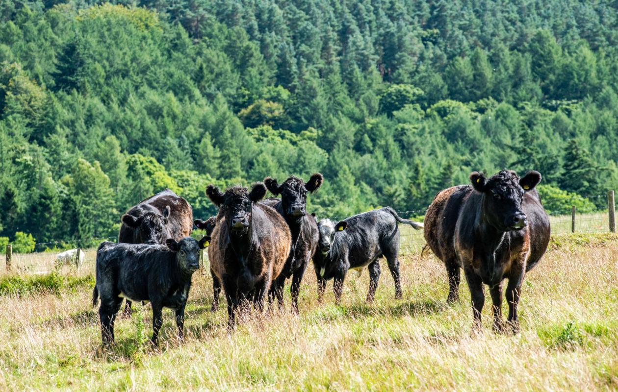 Galloway Cattle at Cartington