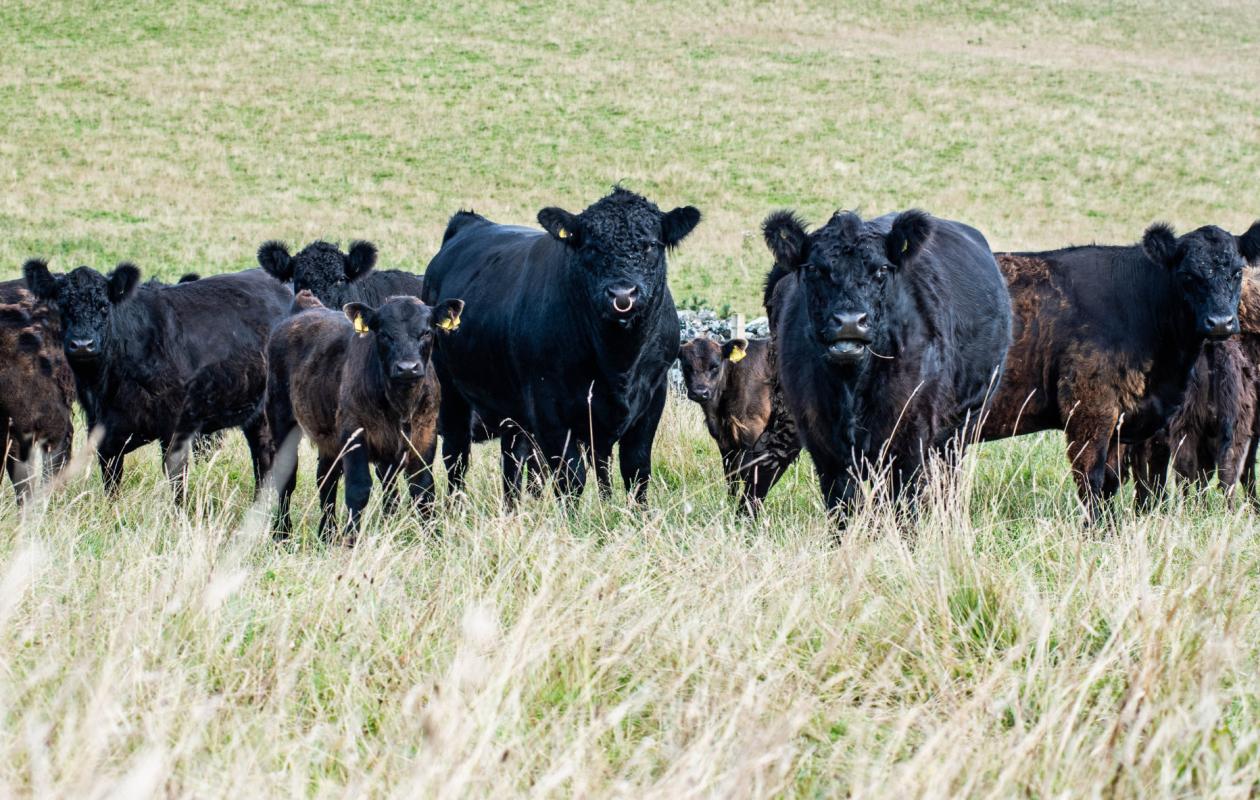Galloway Cattle at Cartington