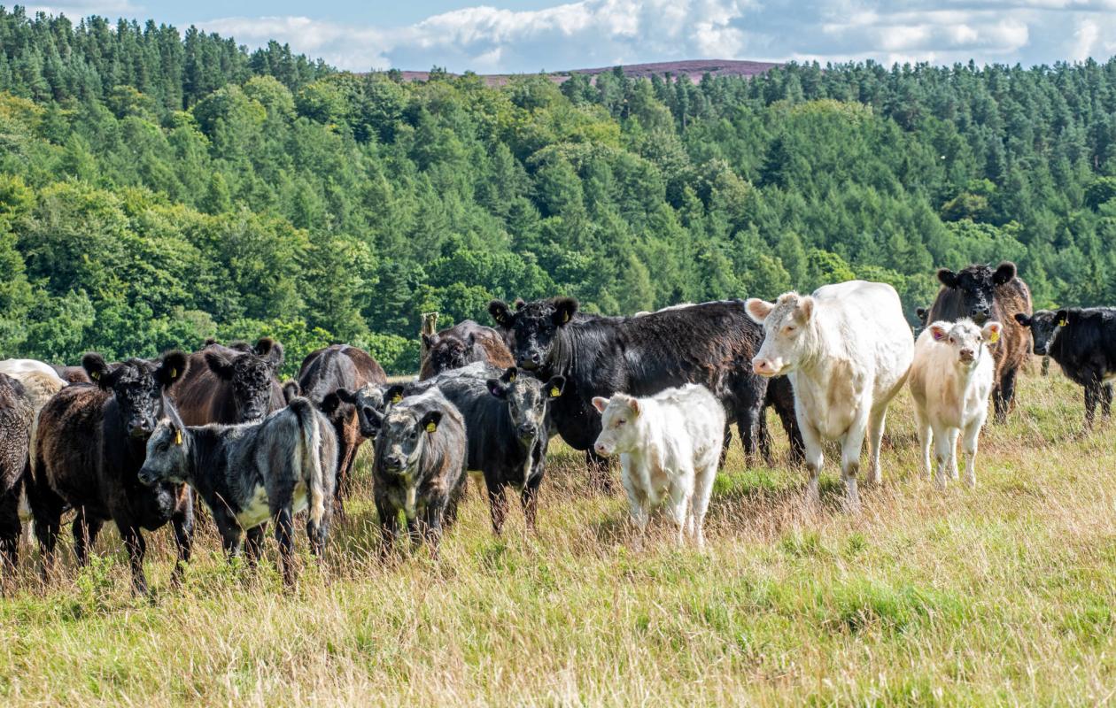 Galloway Cattle at Cartington