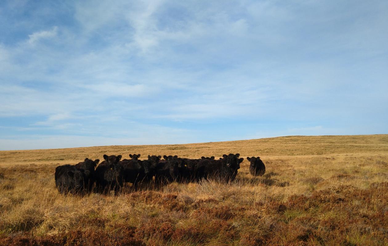 Galloway Cattle at Drannandow