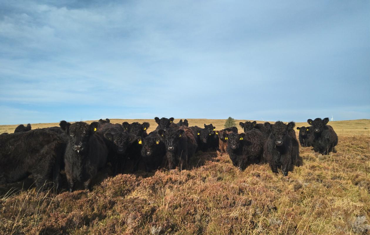 Galloway Cattle at Drannandow
