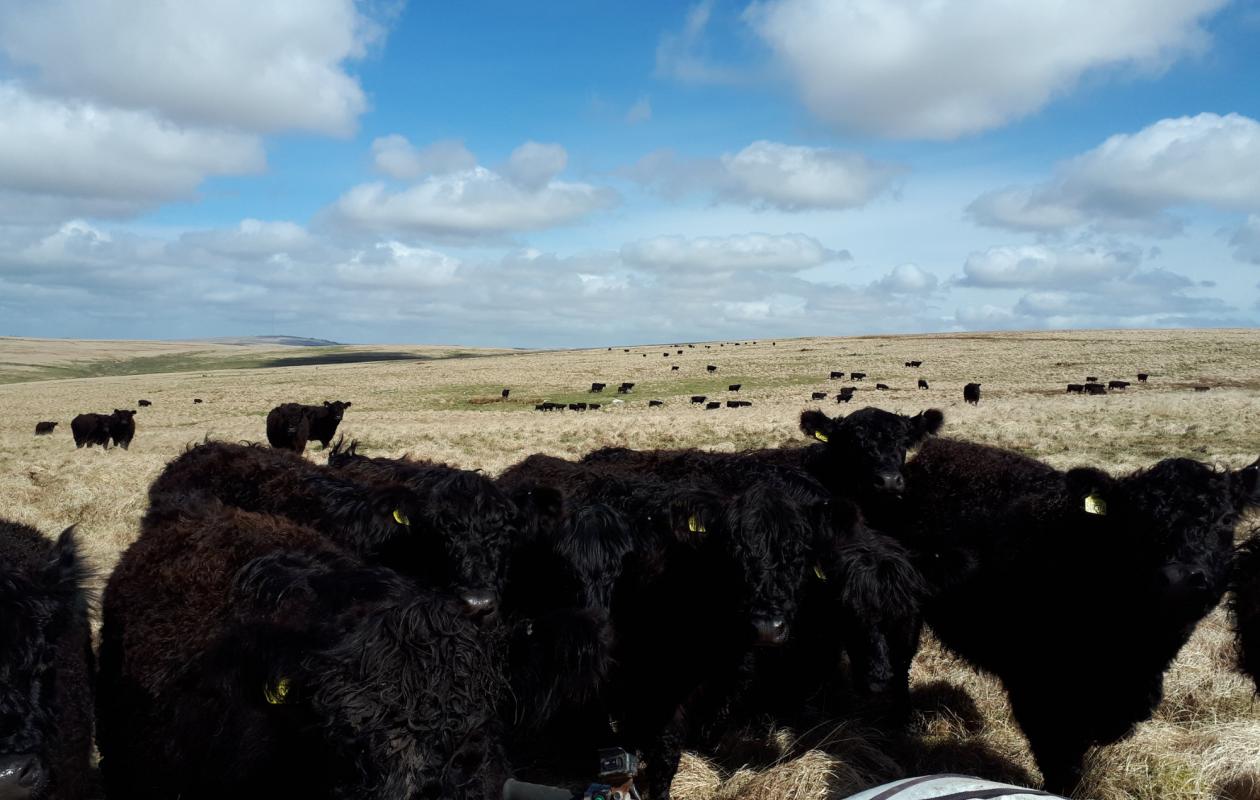 Galloway Cattle at Greenwell