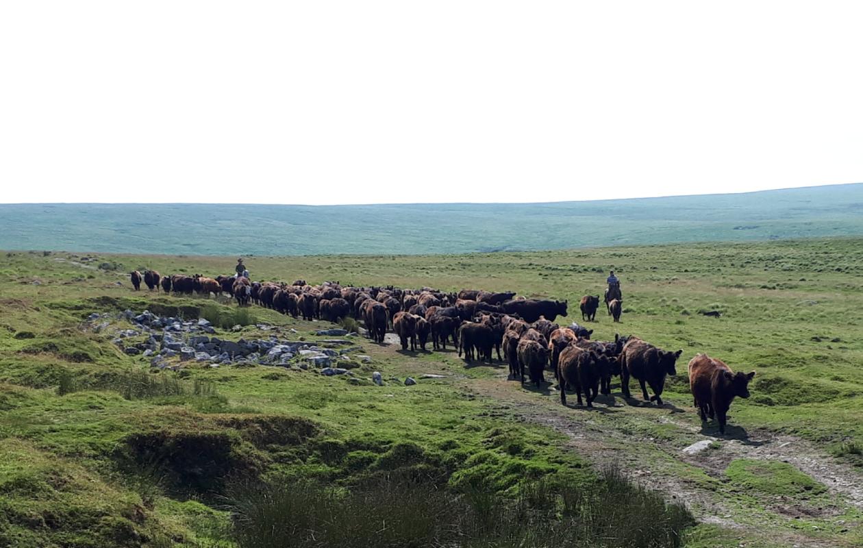 Galloway Cattle at Greenwell
