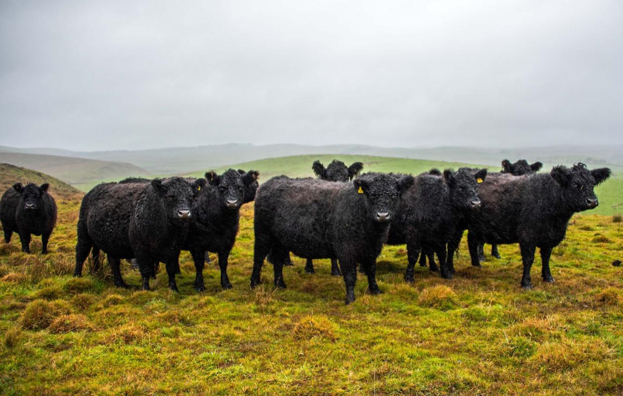 Galloway Cattle at Grove Farm
