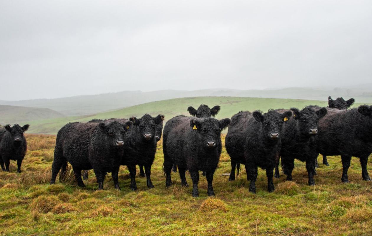 Galloway Cattle at Grove Farm