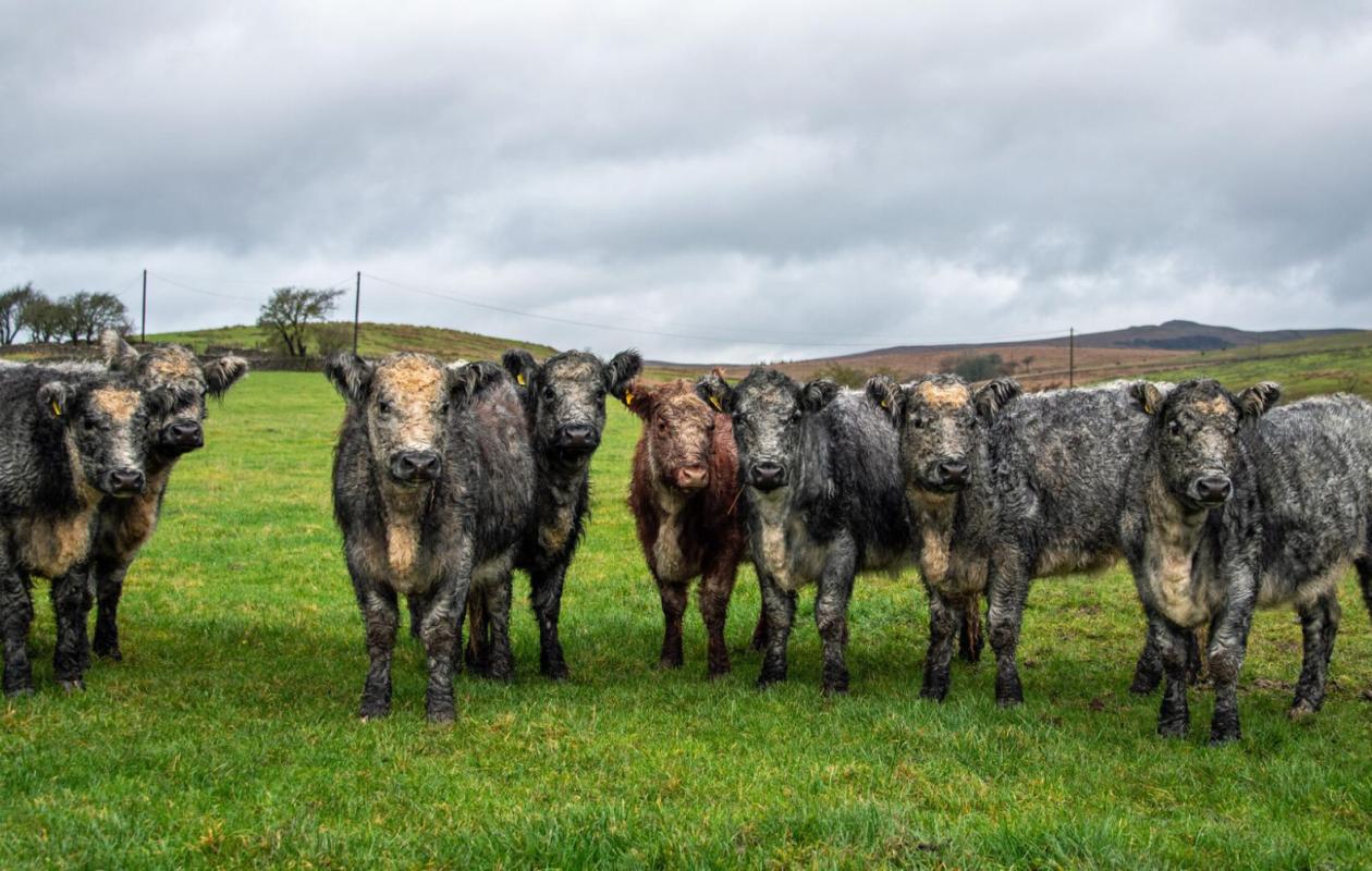 Galloway Cattle at Grove Farm