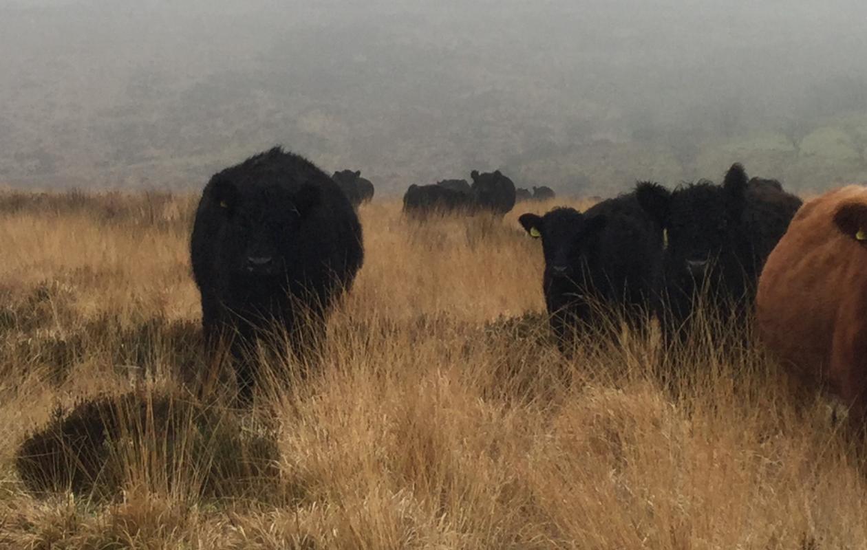 Galloway Cattle at Luckworthy Farm