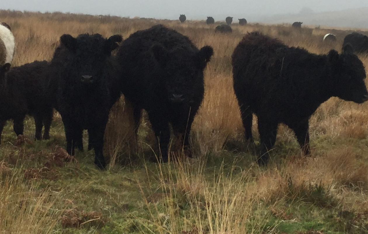 Galloway Cattle at Luckworthy Farm