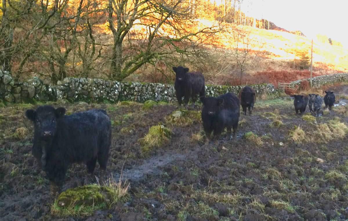 Galloway Cattle at Miefield Farm
