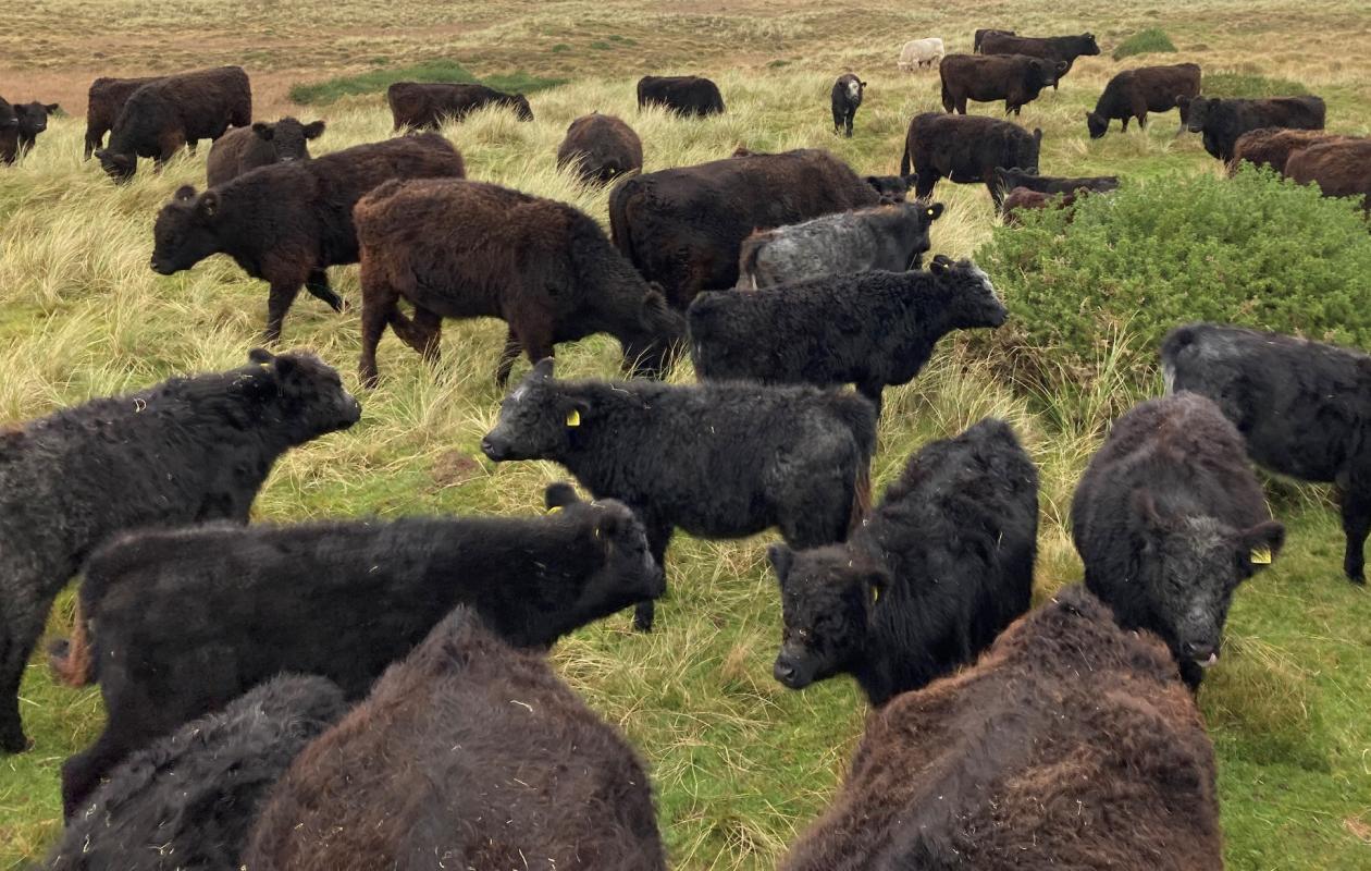 Galloway Cattle at Newhouse