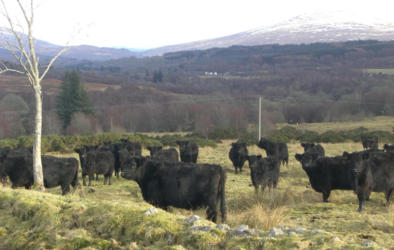 Galloway Cattle at The Ranch