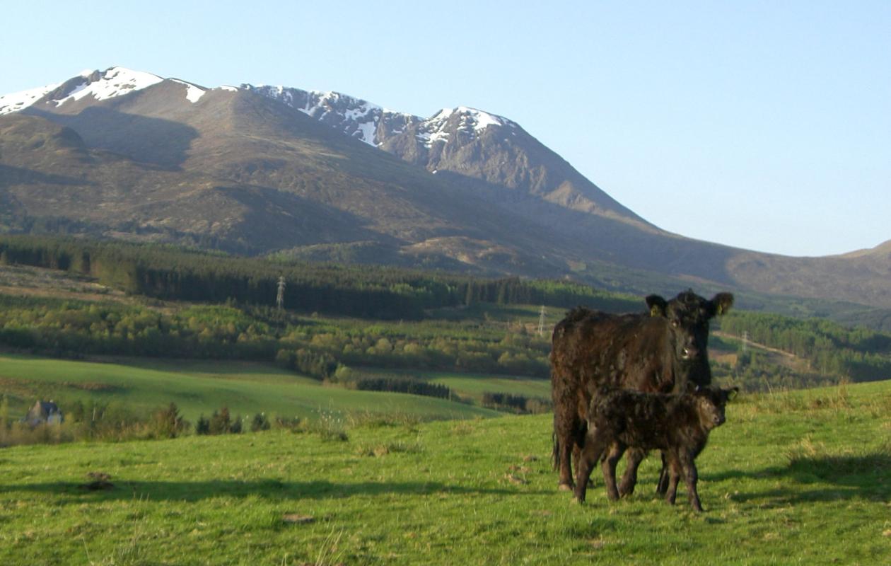 Galloway Cattle at The Ranch