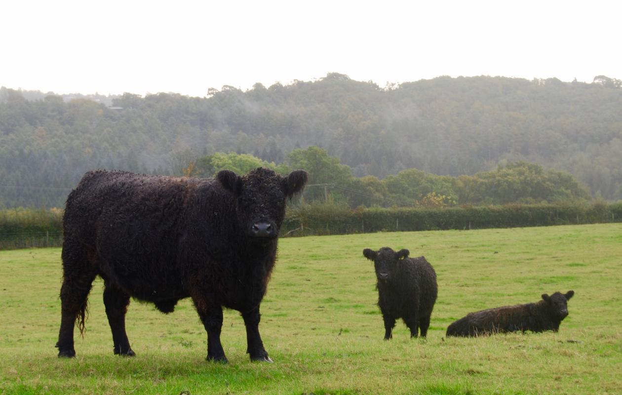 Galloway Cattle at Tottingworth Farm