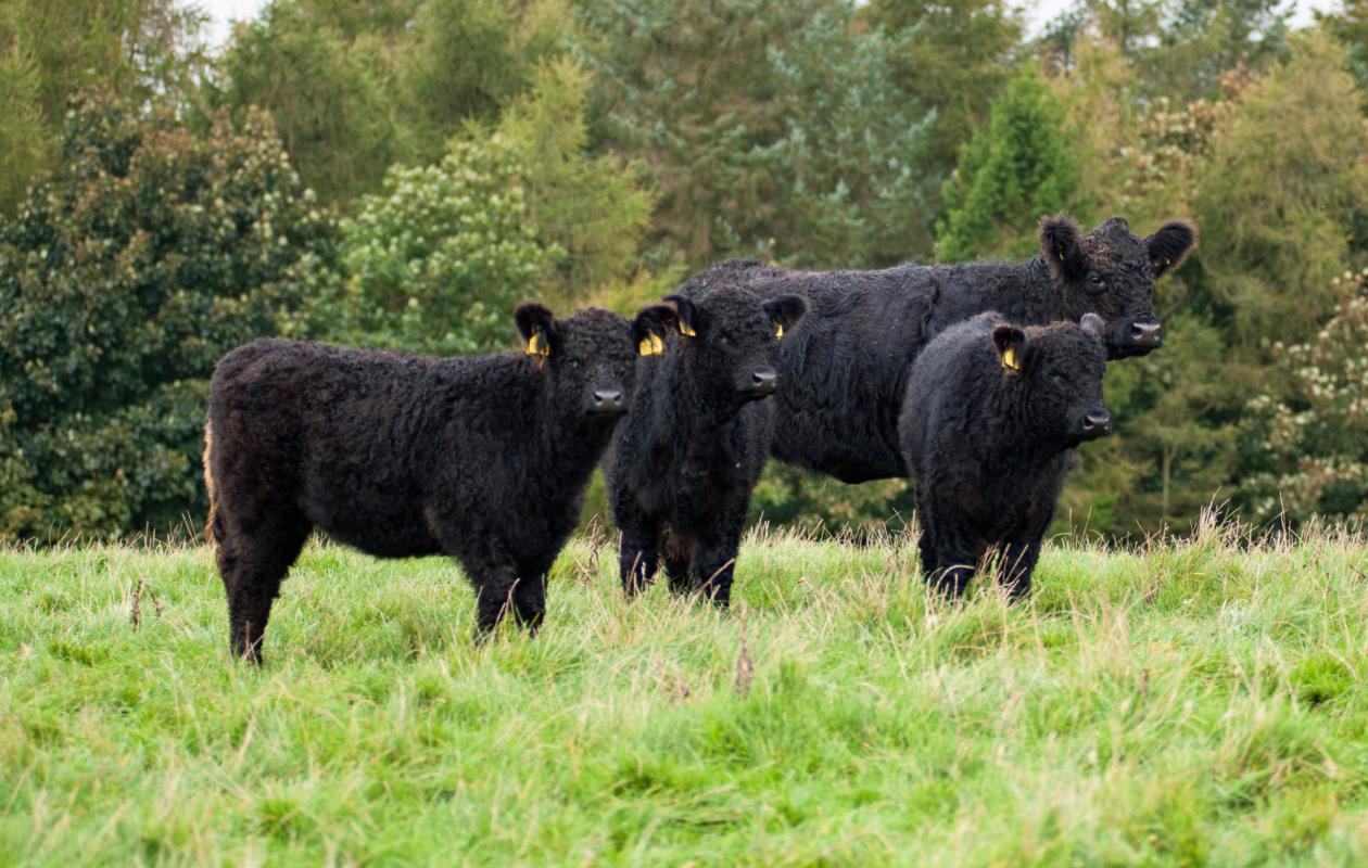 Galloway Cattle at Twizell Farm