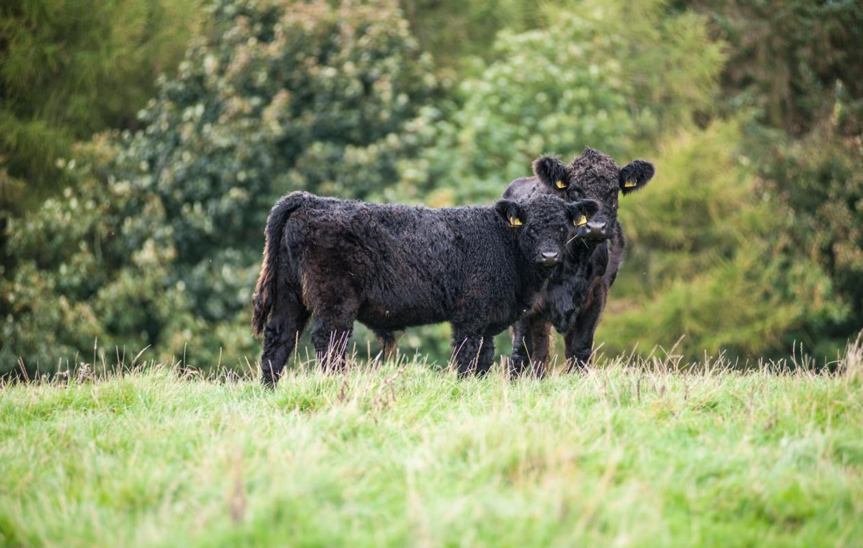 Galloway Cattle at Twizell Farm