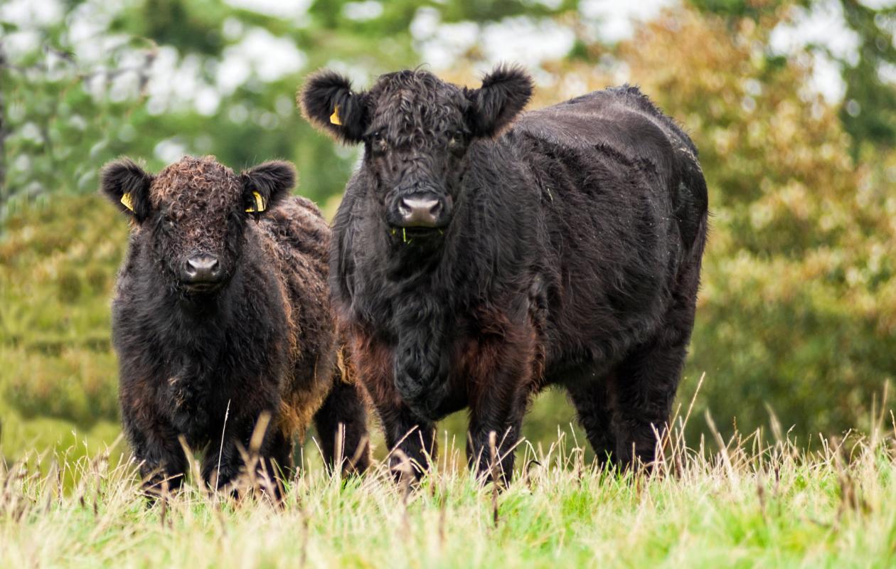 Galloway Cattle at Twizell Farm