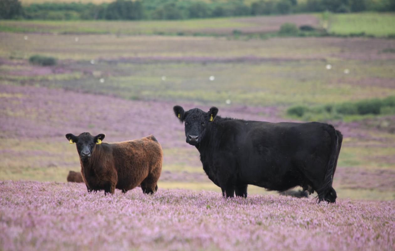 Galloway Cattle at Twizell Farm