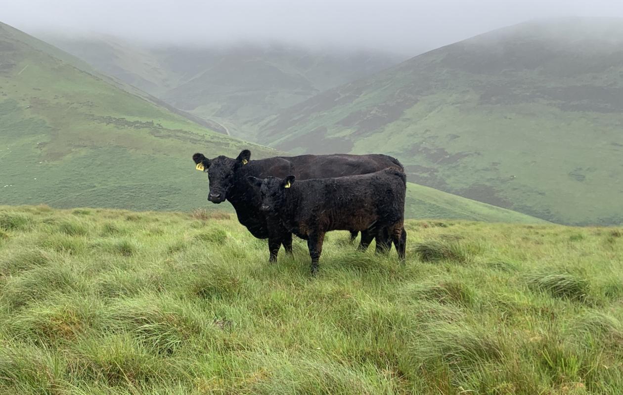 Galloway Cattle at Unthank Farm