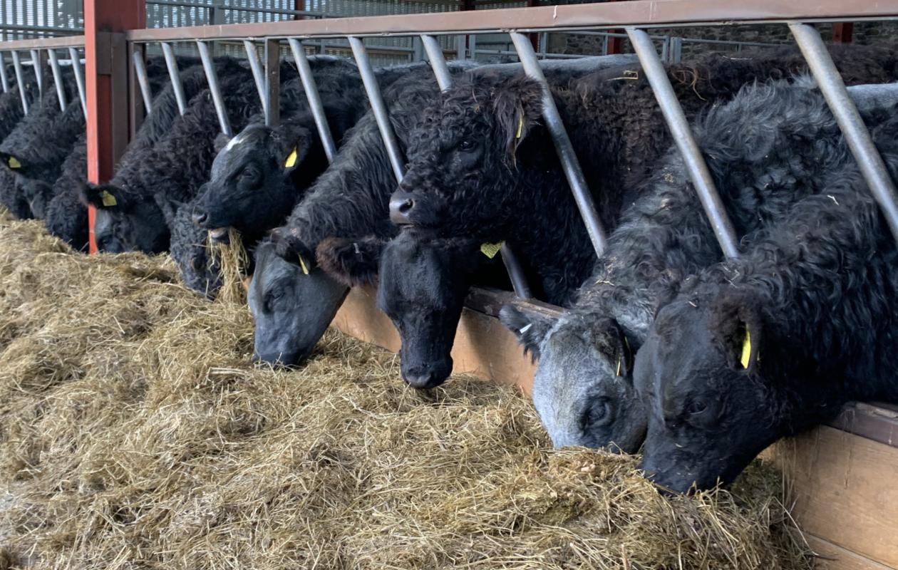 Galloway Cattle at Unthank Farm